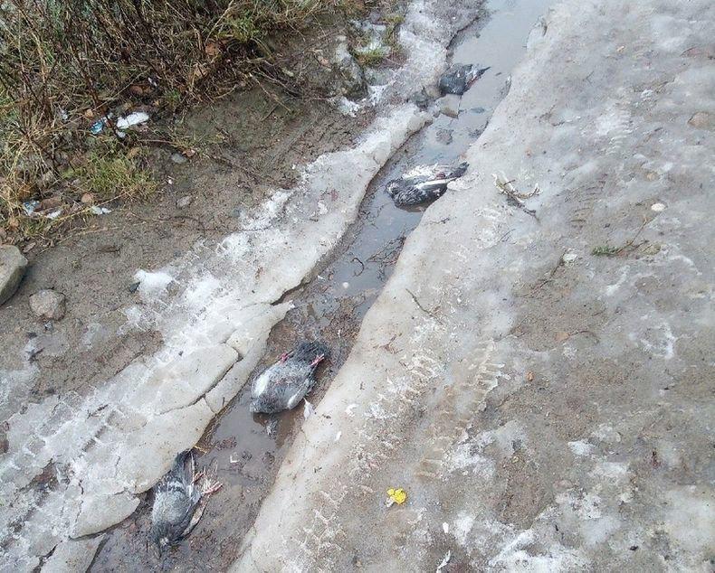 В Карелии выпал желтый снег и массово гибнут птицы, фото: karelia. news