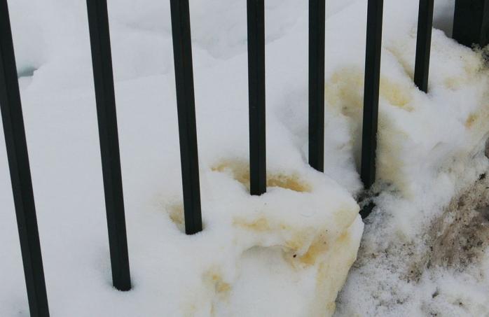 В Карелії випав жовтий сніг і масово гинуть птахи, фото: Вікіпедія 