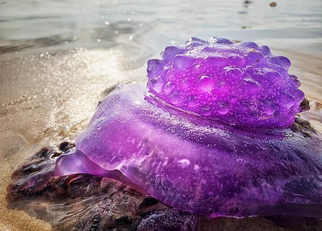Из глубин океана на пляж вынесло редкую фиолетовую медузу, фото: Byron Bay Community Board в Facebook
