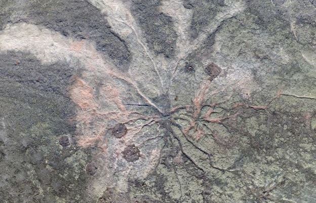Найдены следы деревьев возрастом более 300 млн лет, фото: Current Biology