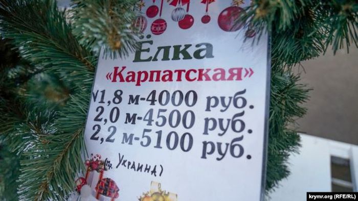 Продаж карпатських ялинок у Сімферополі. Фото: Крим.Реалії
