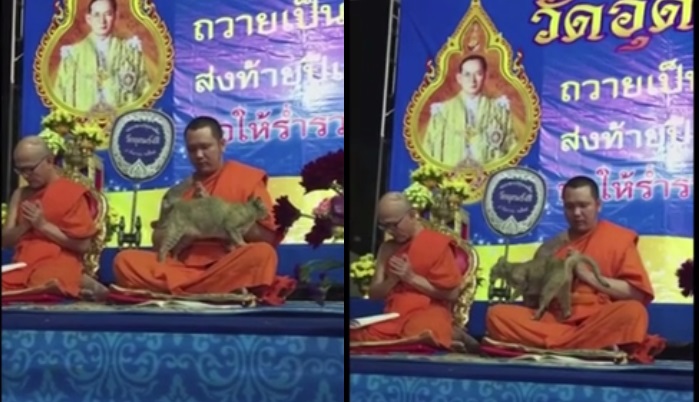 Кот против монахов: в Таиланде дружелюбное животное испытывало терпение буддийского монаха / Фото: Скриншот видео