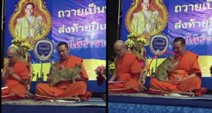 Кот против монахов: в Таиланде дружелюбное животное испытывало терпение буддийского монаха