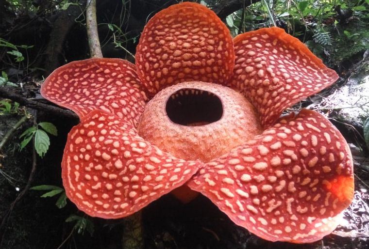 Знайдено найбільшу у світі квітку, фото: Центр природних ресурсів і охорони Західної Суматри