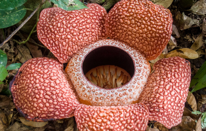 Знайдено найбільшу у світі квітку, фото: flickr