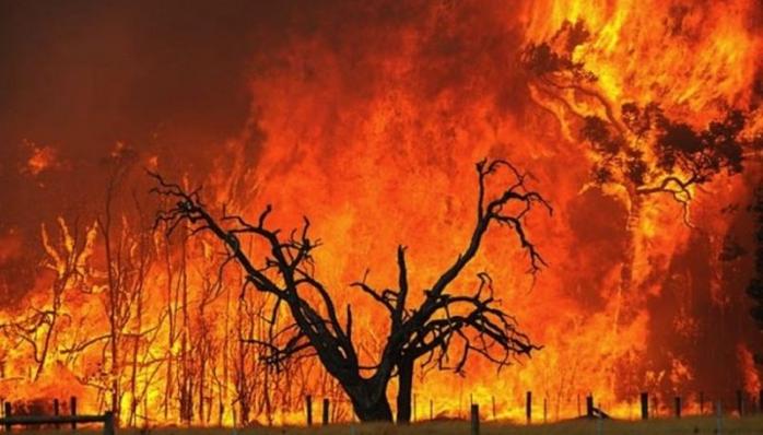 Лесные пожары в Австралии. Фото: Укринформ