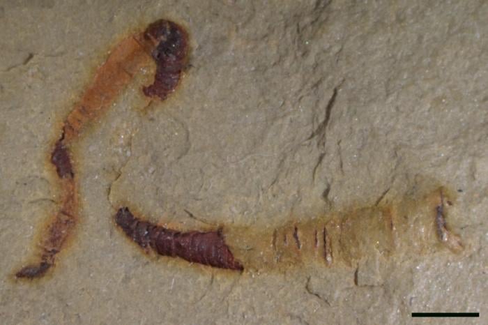 Знайдена у Неваді скам’яніла клоудина, фото: Університет Міссурі