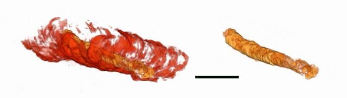 Тривимірне порівняння зображення скам’янілої трубки віком 550 млн років (ліворуч, червоного кольору) із внутрішнім травним трактом (золотий колір, ліворуч та праворуч), інфографіка: Університет Міссурі