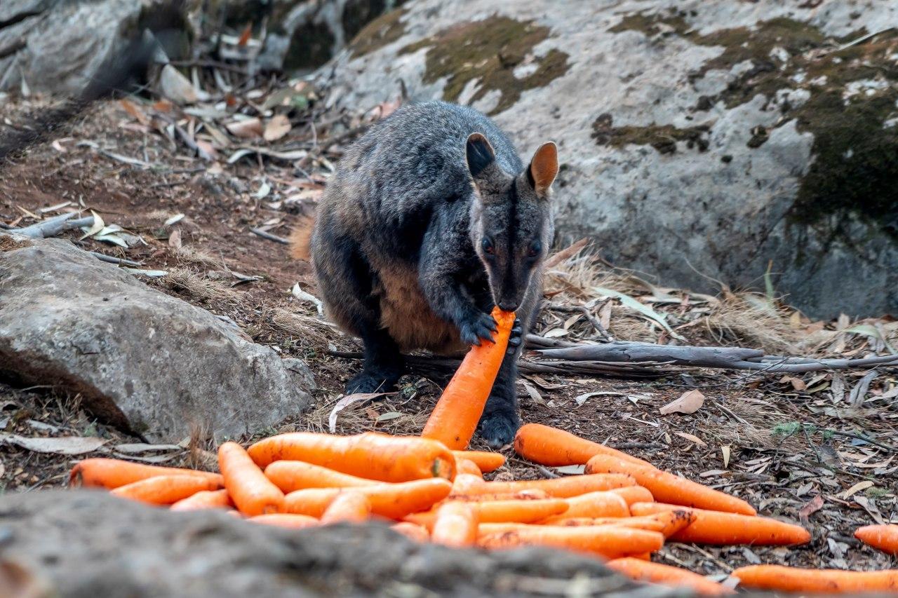 Пожежі в Австралії: морквяний дощ влаштували тваринам у постраждалих регіонах, фото — Фейсбук Метт Кін