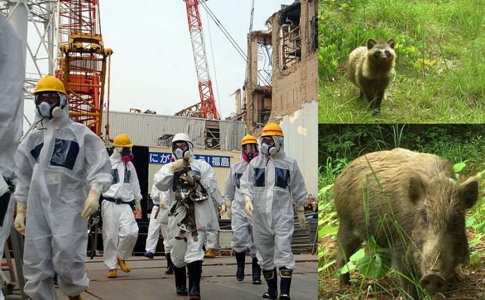 Зона отчуждения Фукусимы: уникальные фото и видео демонстрируют жизни дикой природы после аварии