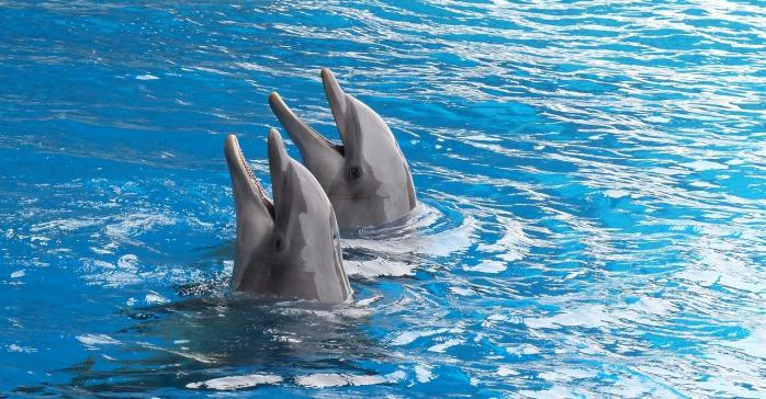 Рідкісних дельфінів-альбіносів зняли на відео рибалки, фото: needpix