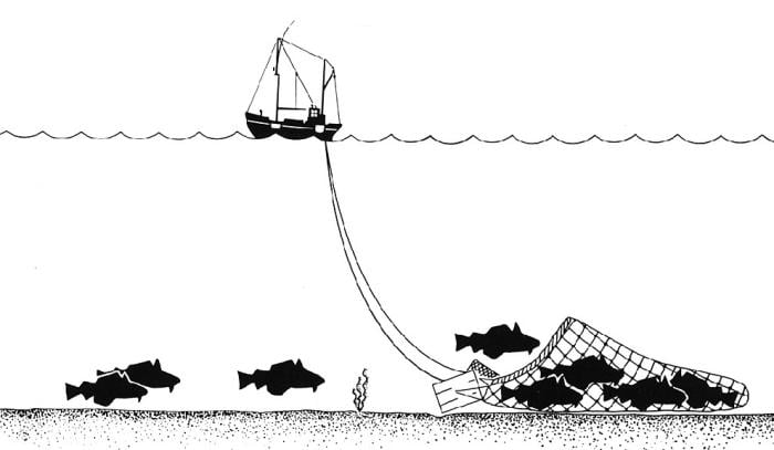 Ловля риби тралом, інфографіка: «Вікіпедія» 