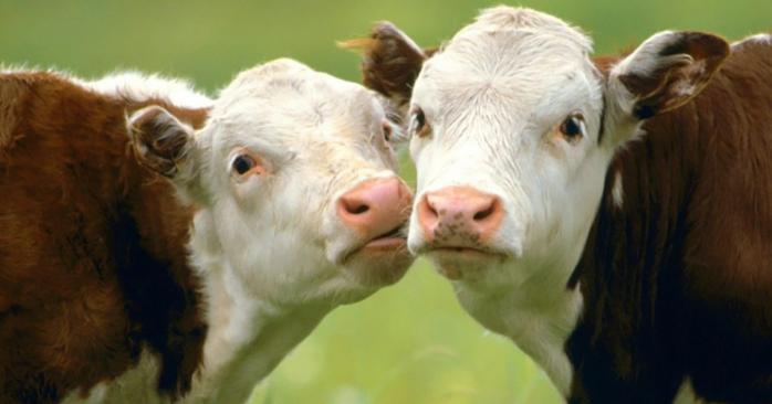 Вчені: Корови можуть розмовляти між собою. Фото: hozvo.ru