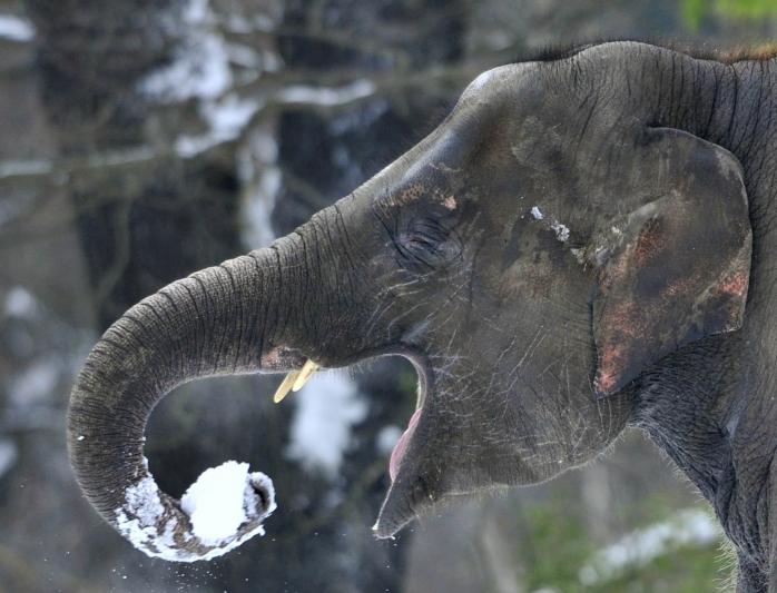 У Росії з цирку втекли слони. Фото: Pixabay