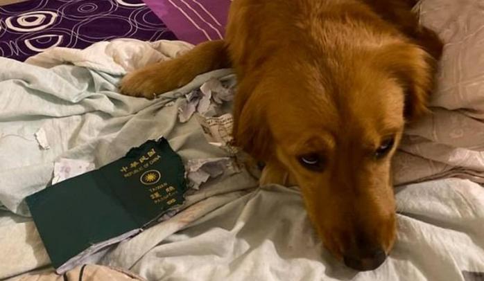 Пес вчасно згриз паспорт своєї власниці, фото: Daily Mail