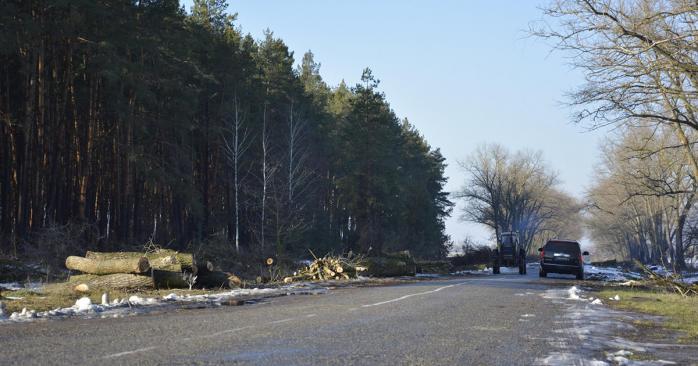 На Львовщине чиновники незаконно вырубили сотни деревьев. Фото: brovary.net.ua