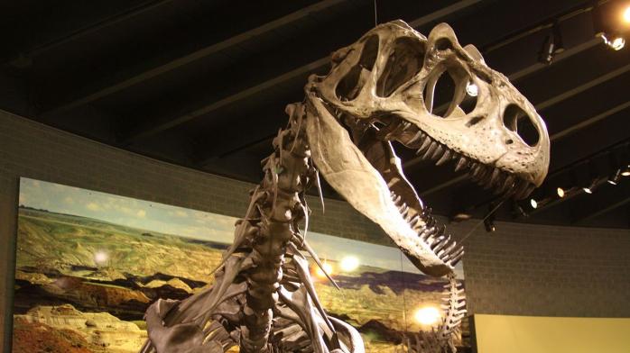 В США нашли останки нового вида динозавров, фото: Википедия 