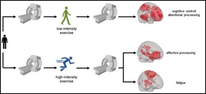 Физические упражнения высокой и низкой интенсивности по-разному влияют на мозг, инфографика: Университетская больница Бонна