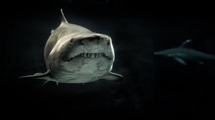 Найдена голова акулы, которая жила более 300 млн лет назад, фото: Pexels 