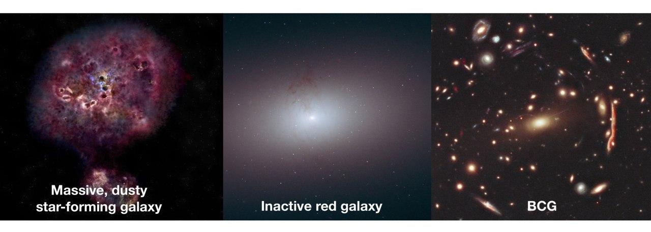 Зафиксировали сверхмассивную мертвую галактику XMM-2599, фото: NASA 