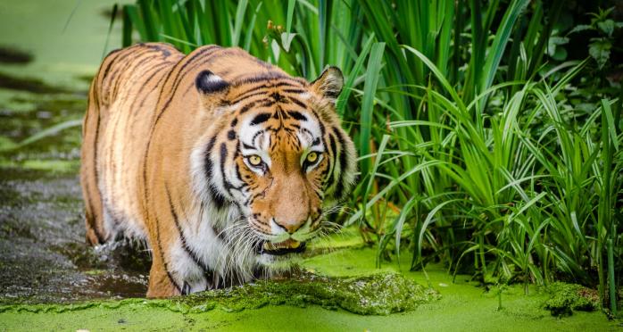 Браконьеры в Приморье убили редкого амурского тигра, фото: publicdomainpicture