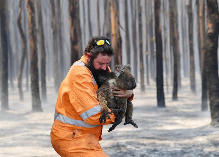 В Австралії 113 видів тварин потребують термінової допомоги. Фото: Reuters