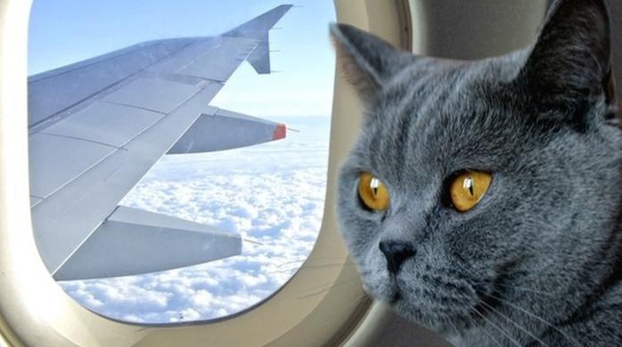 Кот в самолете. Фото: Birmir