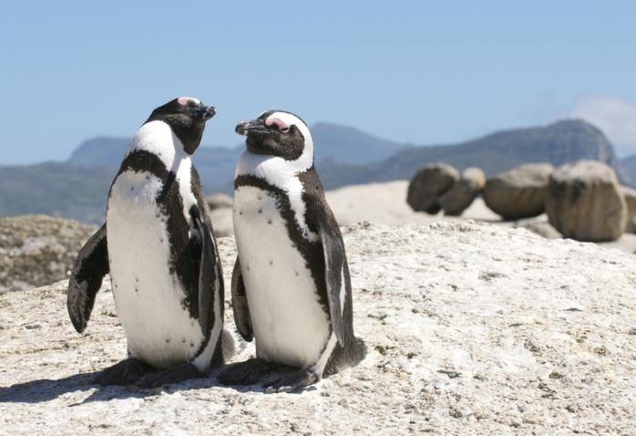 Африканські пінгвіни. Фото: TravelAsk