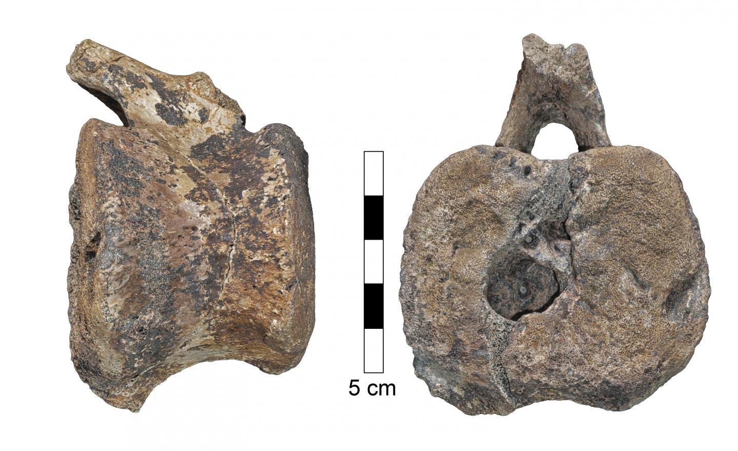 Фотографія хребця гадрозавра. Простір, де була пухлина, відкривається до нижньої поверхні хребця. Фото: Університет Тель-Авіва