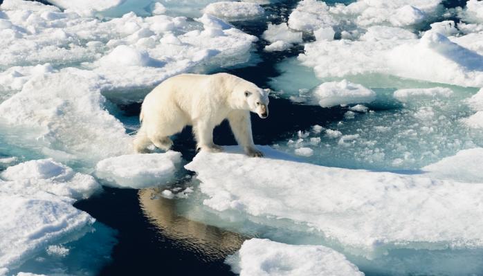 В Арктике через 20 лет летом уже не будет льда — ученые. Фото: Вокруг Света
