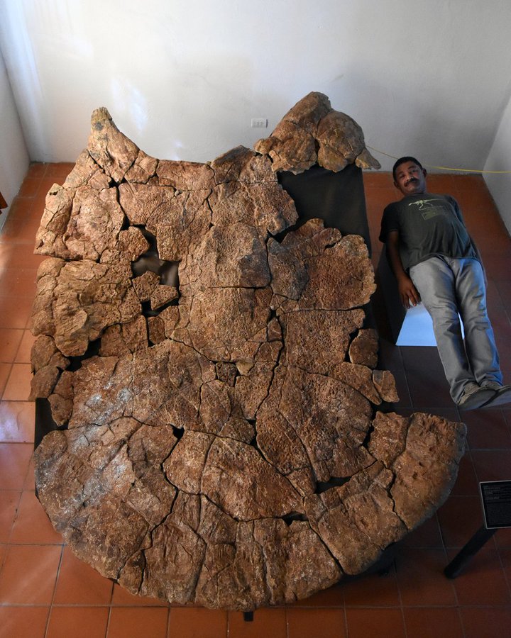 Новини науки: Скелет черепахи розміром з автомобіль знайшли у Венесуелі, фото — CNN