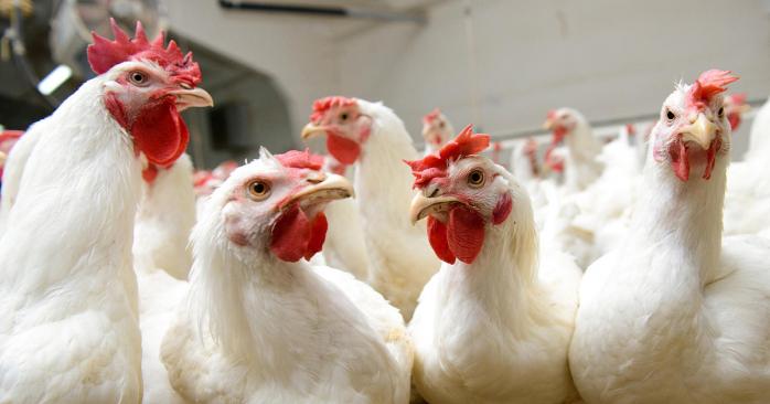 Евросоюз снял запрет на импорт украинского мяса птицы. Фото: Цензор.НЕТ