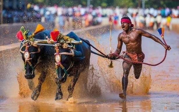 Курйози спорту: в Індії перевірять чемпіона забігу з буйволами, який нібито побив рекорд Усейна Болта, фото — YouTube