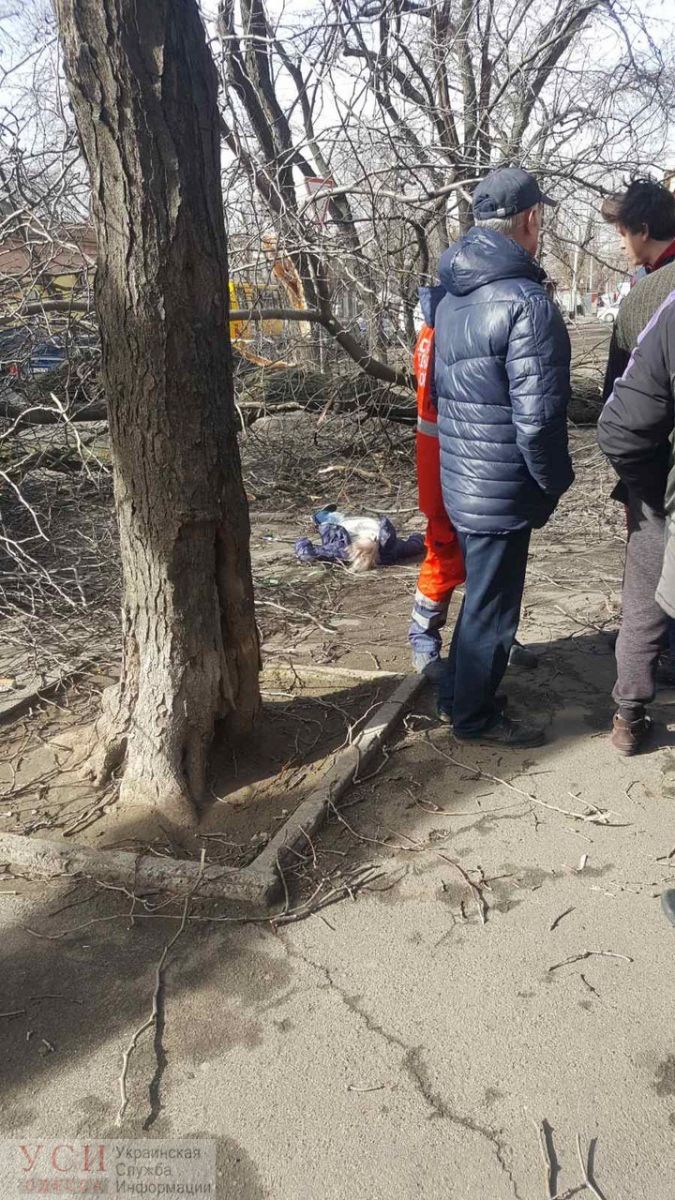 В Одесі померла дівчина — на неї впало дерево. Фото: УСІ