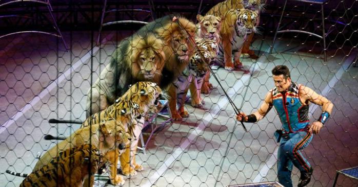 В Украине запретят использовать животных в цирке. Фото: newsone.ua