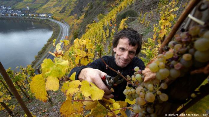 Зміна клімату: тепла зима позбавила німців унікального крижаного вина, фото — DW