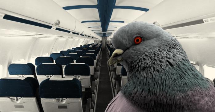 В Индии голуби проникли в самолет и задержали его на полчаса. Фото: Москвич Mag