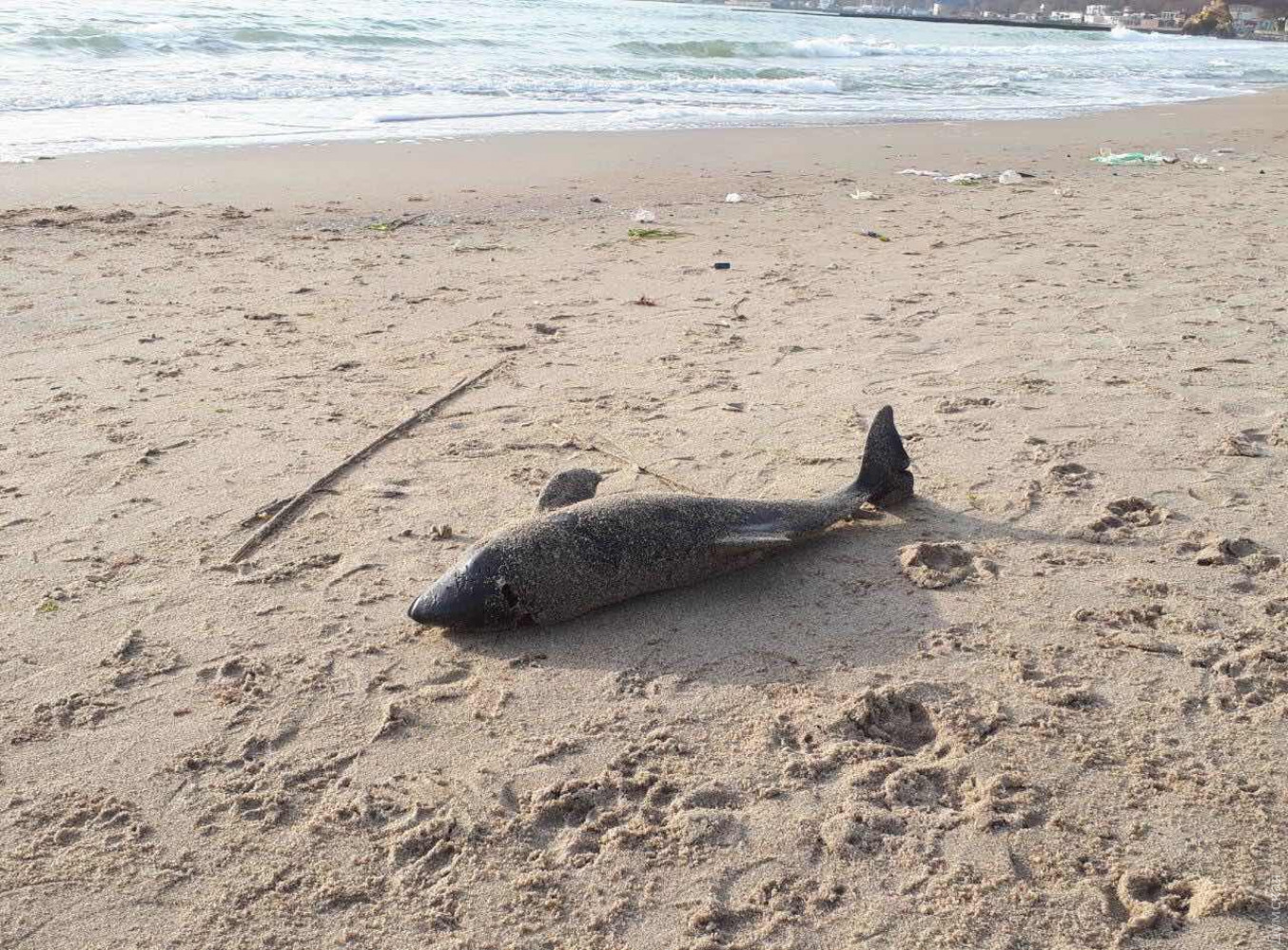 В Одесі на пляжі знайшли мертвого дельфіна. Фото: Думська