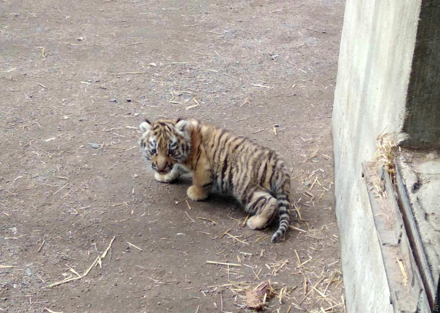 Краснокнижные тигры в Одессе обзавелись потомством. Фото: Думская