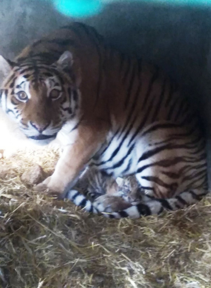 Краснокнижные тигры в Одессе обзавелись потомством. Фото: Думская