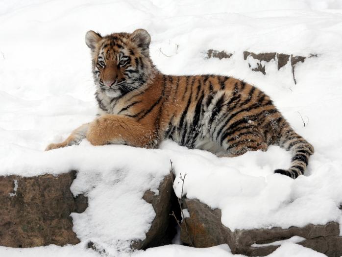 Червонокнижні тигри в Одесі народили дитинча. Фото: Pixabay 