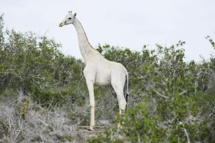 Білий жираф. Фото: 5 канал
