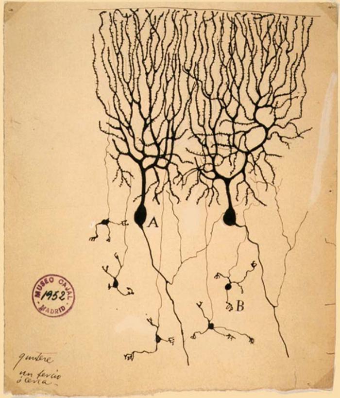 Клетки Пуркнье, рисунок: «Википедия»