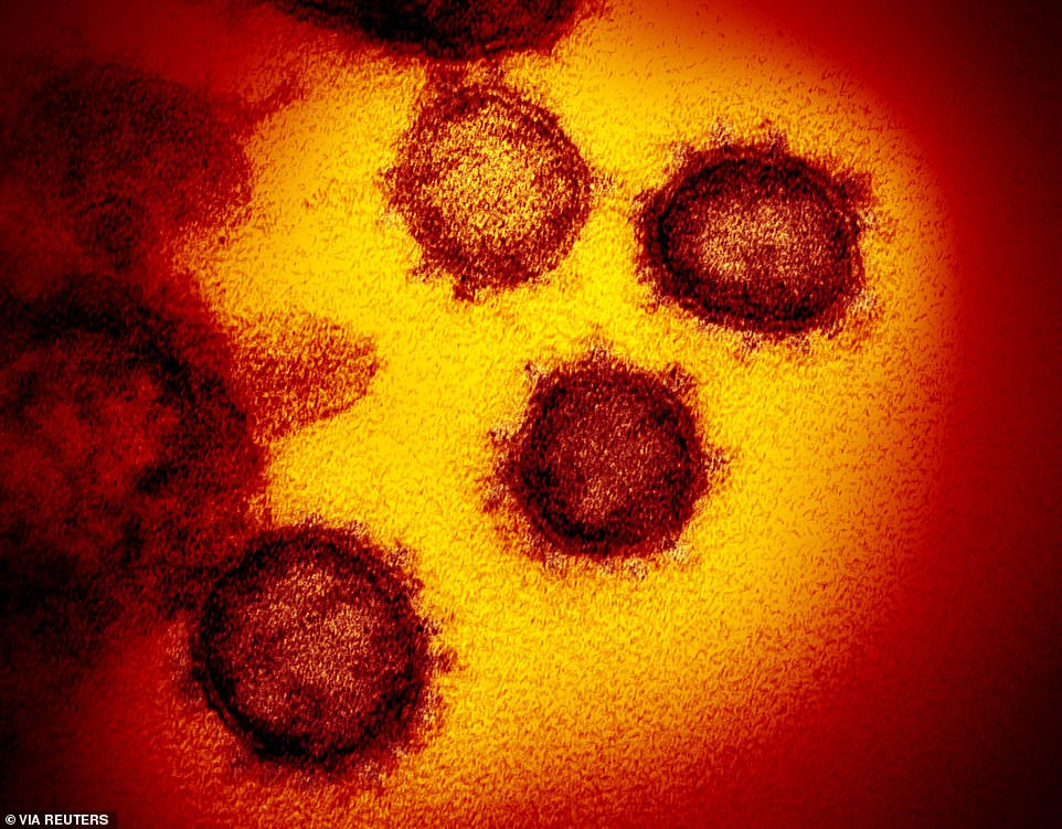 Фото: клітини коронавірусу