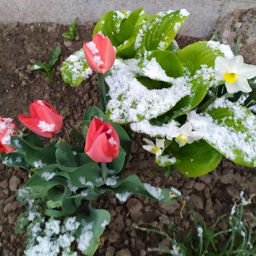 Снег в последний день марта, фото — Думская