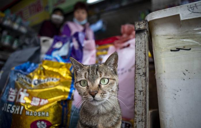 ВОЗ прокомментировала информацию о том, что 15% кошек в Ухане инфицированы коронавирусом, фото — EPA