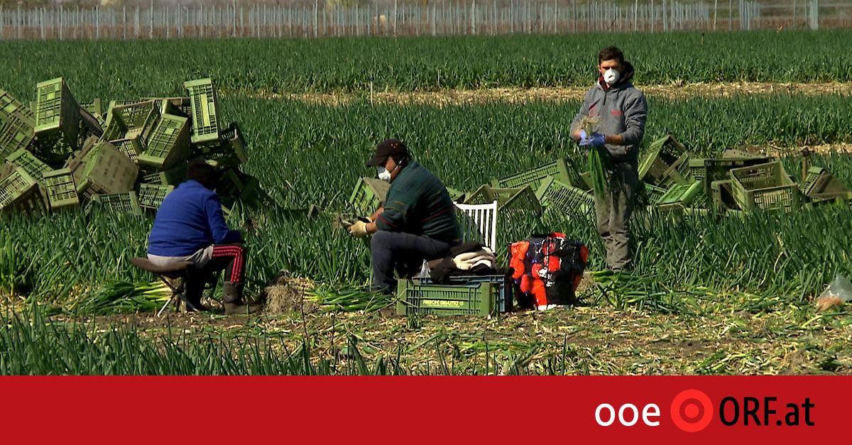 Карантин в Австрії: фермер закрив на підприємстві 15 заробітчан з України, підозрюючи у них COVID-19 / Фото: ooe.orf.at