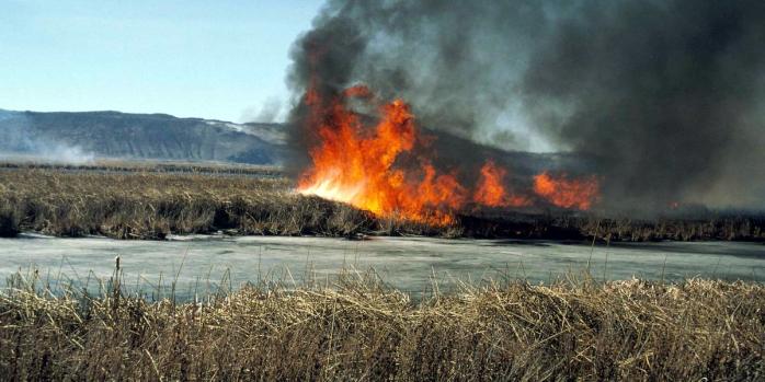 Штрафы для поджигателей травы в Украине значительно повысят, фото: Pixnio