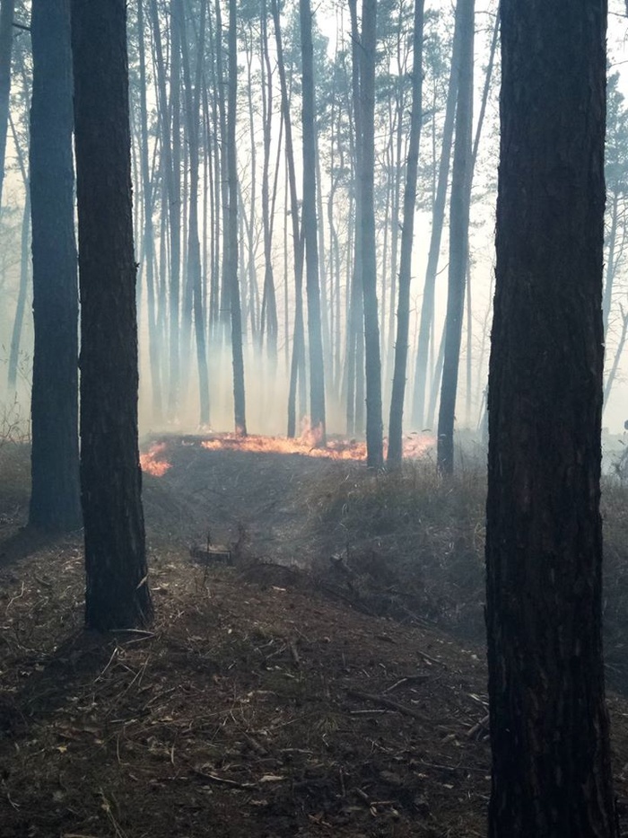 Пожежа в Голосіївському парку. Фото: Facebook