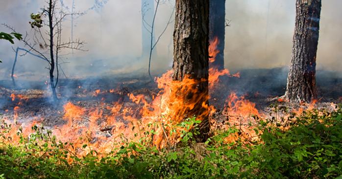 Лесные пожары в Украине. Фото: Прямий